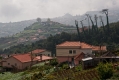 542_Madera_Sao Jorge